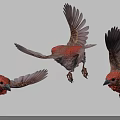 Three Red Feathered Flying Birds In Various Flight Poses Against White Background