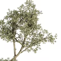 Ornamental Shrub With Curved Branches And Green Foliage In Black Square Pot