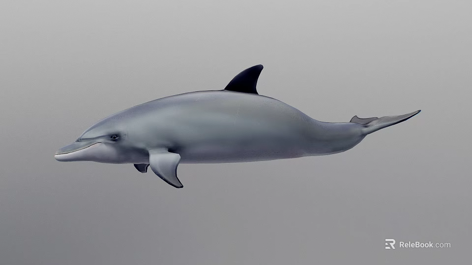 Gray Dolphin With Black Dorsal Fin Swimming In Underwater Environment 3d model 