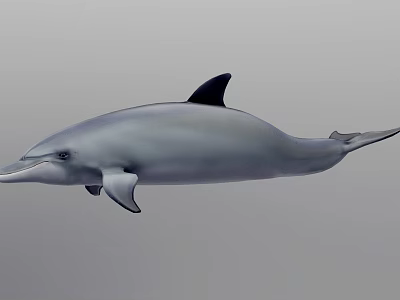 Gray Dolphin With Black Dorsal Fin Swimming In Underwater Environment 3d model