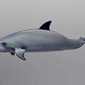 Gray Dolphin With Black Dorsal Fin Swimming In Underwater Environment