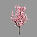 Blooming Pink Blossom Tree With Lush Pink Flowers And Brown Trunk