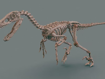 Detailed Full Dinosaur Skeleton Model on Neutral Background Showing Prehistoric Creature Anatomical Structure 3d model