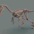 Detailed Full Dinosaur Skeleton Model on Neutral Background Showing Prehistoric Creature Anatomical Structure