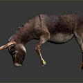 Realistic Brown Donkey Bending Down With Reflection On Dark Background 3d model