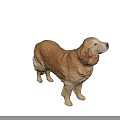 Golden Retriever Dog Standing With Collar On Dark Background Looking Up