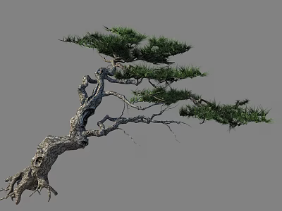 Curved Trunk Pine Tree With Lush Foliage And Exposed Roots 3d model