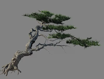 Curved Trunk Pine Tree With Lush Foliage And Exposed Roots 3d model