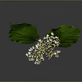 Vibrant Plant Featuring Large Green Leaves White Small Flowers And Unopened Buds On Gray Background