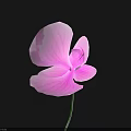 Purple Flower With Textured Petals On Black Background And Green Stem