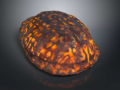 Detailed Reptile Turtle Shell Displaying Brown And Orange Patterned Textured Surface 3d model