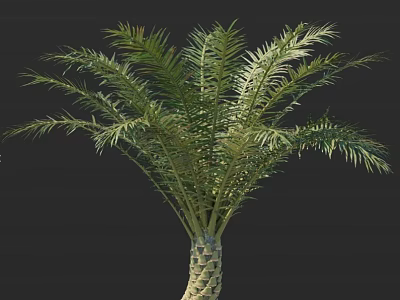 Tall Tropical Palm Tree With Lush Green Fronds And Textured Trunk 3d model