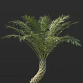 Tall Tropical Palm Tree With Lush Green Fronds And Textured Trunk