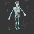 Game And Movie Character 3D Human Skeleton Model With White Bones