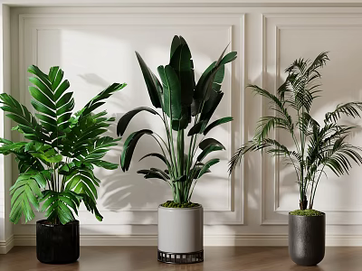 Indoor Potted Plants Varied Leafy Houseplants in Stylish Planters Against White Walls on Wooden Floor 3d model