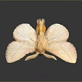 Mythical Bird Flower Hybrid Creature With Pink Petal Wings And Yellow Center