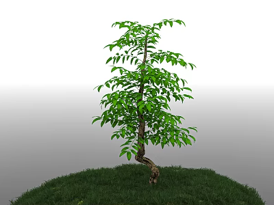 Shrubs Trees Landscape Plants Shrubs Shrubs Trunks Branches Greening Forests Urban Greenbelt Park Landscape Landscaping Grassland Turf 3d model