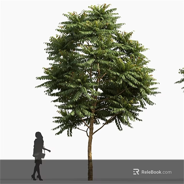 Arbor Tree With Dense Green Foliage And Person Walking Below 3d model