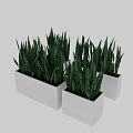 Green Striped Leaf Snake Plant Potted Plants In Multiple White Square Pots 3d model