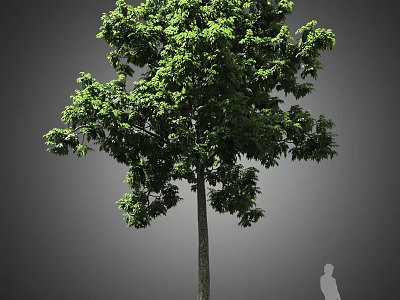 Tall Arbor With Lush Green Foliage And Human Silhouette For Scale 3d model