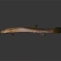 Slender Spotted Freshwater Fish 3D Rendered with Detailed Texture as Aquatic Animal