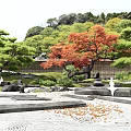 Japanese Garden With Green Pine Trees Red Maple Stone Lanterns And Zen Gravel Pathways