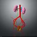 Anatomical 3D Model of Human Kidneys With Blood Vessels and Adrenal Gland