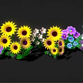 Vibrant Mixed Color Flowers Including Sunflowers Purple Blue Pink Blooms Arranged Against Black Background