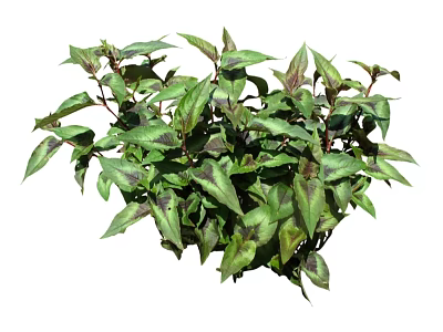 Modern Grass Shrub Grass 3d model