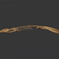 Golden Lizard Skeleton Close Up View With Intricate Structure On Dark Background 3d model