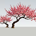 Two Beautiful Trees With Pink Blossoms And Curved Trunks In Gray Setting