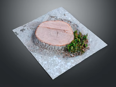 Rustic Wooden Stump Featured on Stone Surface with Small Green Plants 3d model