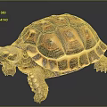 Brown Orange Patterned Tortoise with Scaly Legs on Dark Reflective Background