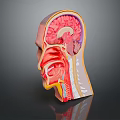 Detailed Human Head Anatomy Model Showing Brain Nasal And Throat Structures