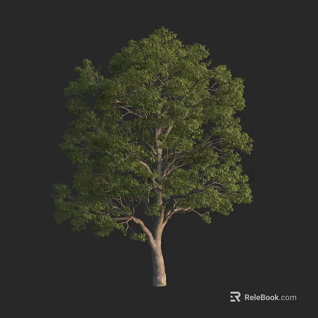 Tall Arbor With Green Lush Foliage And Sturdy Trunk Against Black Backdrop 3d model 
