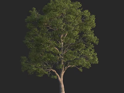 Tall Arbor With Green Lush Foliage And Sturdy Trunk Against Black Backdrop 3d model