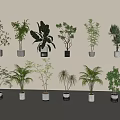 Various Bonsai Potted Plants in Minimalist White Pots for Indoor Decor 3d model