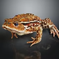 Brown Patterned Toad With Textured Skin And Large Eyes On Dark Background 3d model