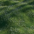 Delightful Garden Ornament With Lush Green Grass Tiny White Flowers And Sunlight Shadows