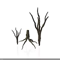Dry Plant Branches With Various Heights And Shapes On White Background