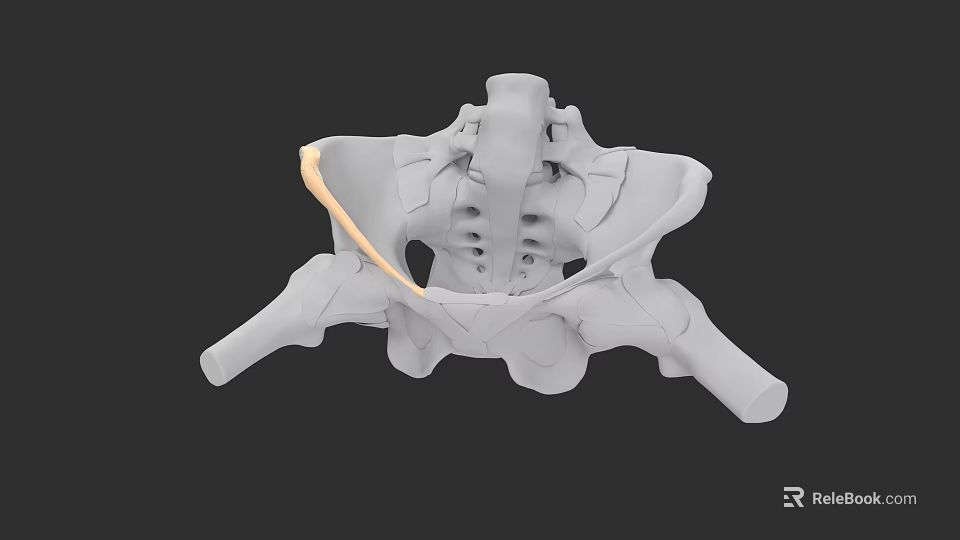 Detailed 3D Model of Pelvic Organs Showing Skeletal Structure and Anatomy 3d model 
