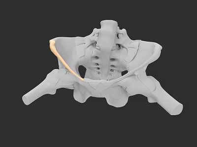 Detailed 3D Model of Pelvic Organs Showing Skeletal Structure and Anatomy 3d model