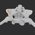 Detailed 3D Model of Pelvic Organs Showing Skeletal Structure and Anatomy