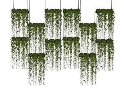 Lush Green Hanging Vines Arranged In Multiple Rows As Decorative Plants 3d model