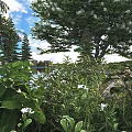 Lush Green Shrubs With White Flowers Surrounded By Trees Near Lake Under Blue Sky