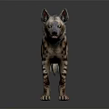 Realistic Striped Hyena with Detailed Fur Standing on Dark Reflective Surface