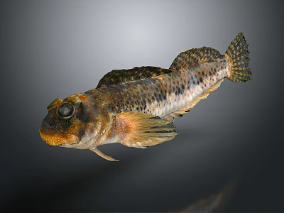 Unique Spotted Aquatic Fish with Large Eyes Orange Fins and Brown Body 3d model