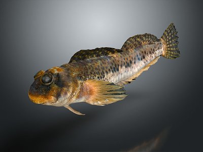 Fish Freshwater Fish Sea Fish Animal Game Animal Cartoon Animal Realistic Animal 3d model
