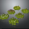 Vibrant Flower Bushes With White Pink Yellow Flowers And Green Leaves On Dark Background