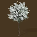 Shrub With Slender Trunk Featuring White Leaves Against Brown Background
